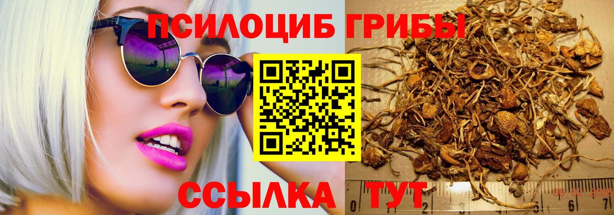 Междуреченск  Галлюциногенные грибы Cubensis  Вход с VPN 