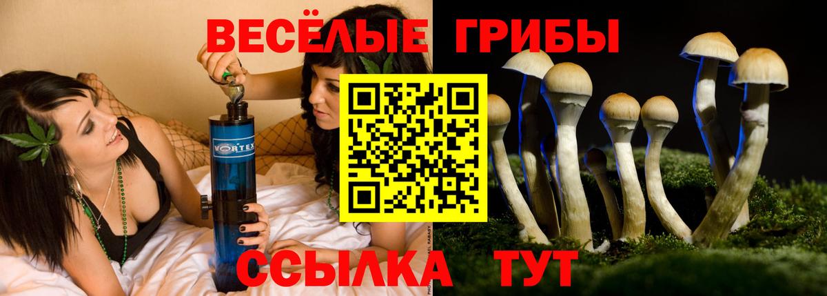 Псилоцибиновые грибы Cubensis Междуреченск